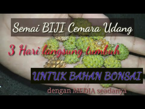 Video: Bagaimana cara mengumpulkan biji cemara?