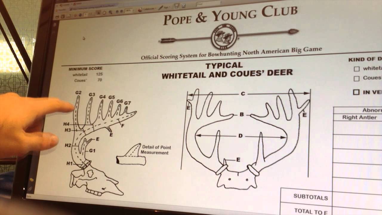 Pope And Young Scoring Chart