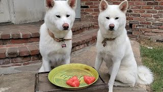 Japanese Akitas try watermelon/ puppy taste test by KonaandReagan Akitas 2,790 views 3 years ago 2 minutes, 7 seconds