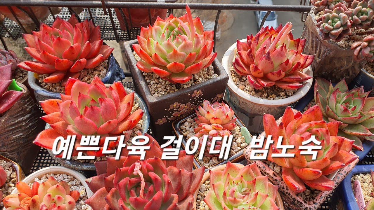 #다육이 #걸이대 #밤노숙 어떻게 하나?  이번비도 패스 