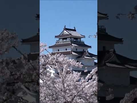 【会津若松】美しすぎる！会津鶴ヶ城『1000本桜』今見ごろ迎える! Cherry blossoms in full bloom! Aizu Tsurugajo Castle Japan 【会津若松市】