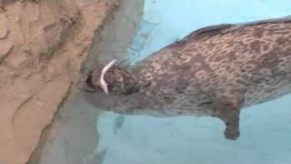 赤ちゃんアザラシの魚初体験