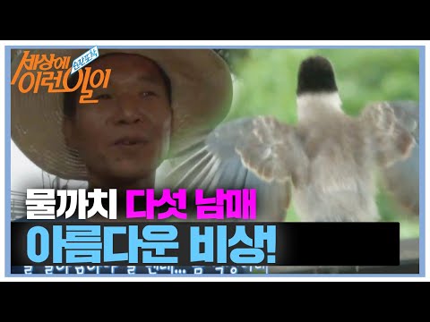 아기 물까치들과 아저씨의 뜨거운 이별! ㅣ순간포착 세상에 이런 일이(Instant Capture)ㅣSBS Story