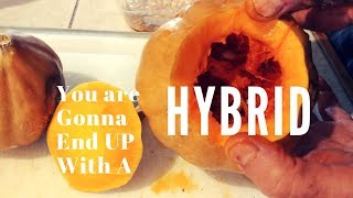 HYBRID Vegetables -- What Causes This?