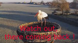 Stork mariage in trouble / attack