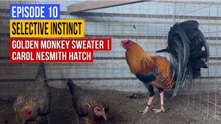 Selective Instinct (Episode 10) - Golden Monkey Sweater & Blackwater Gilmore 