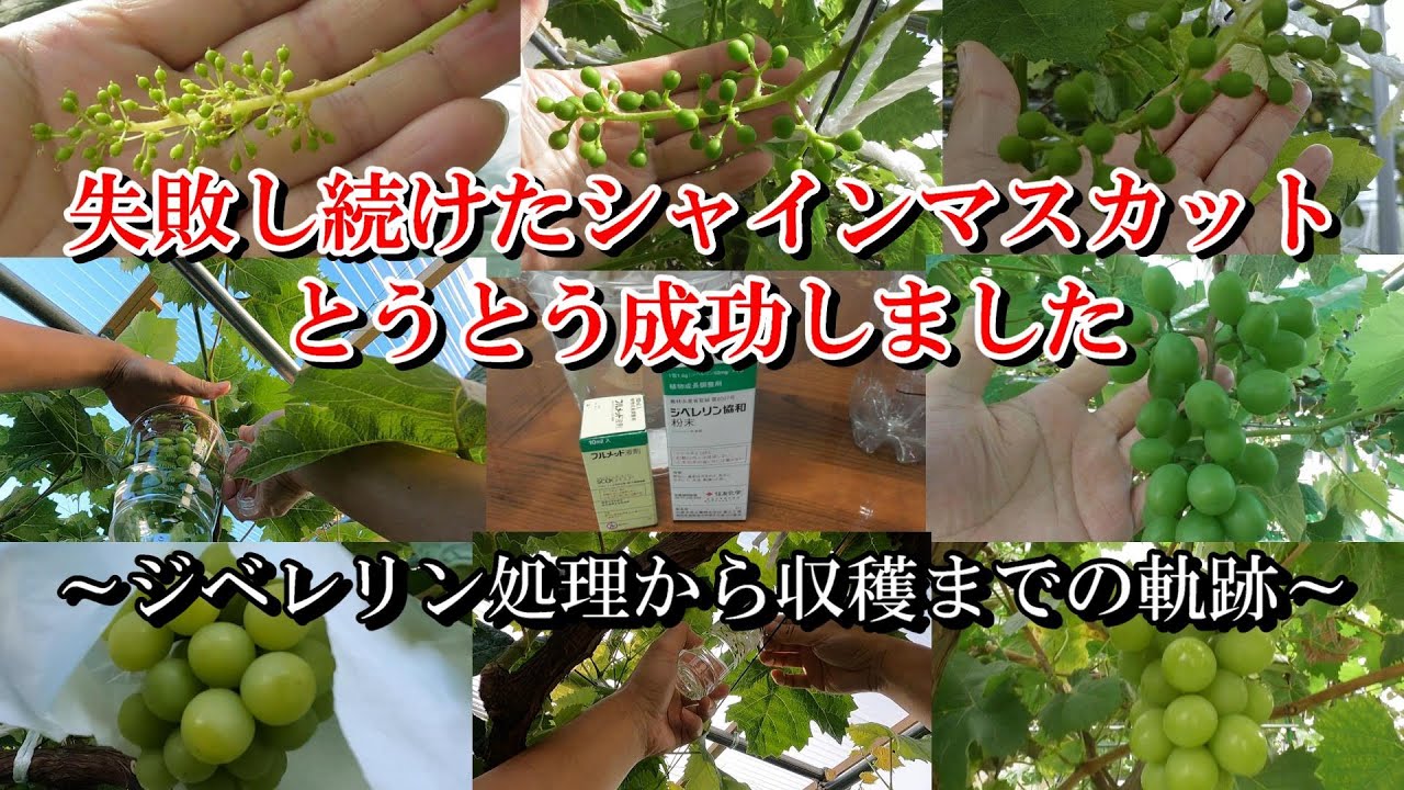 シャインマスカット ジベレリン処理から収穫までの軌跡 無農薬で育て