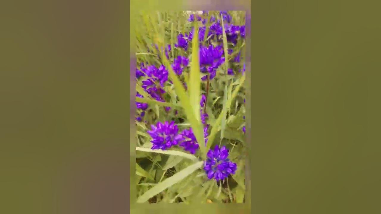 Колокольчик сборный - YouTube