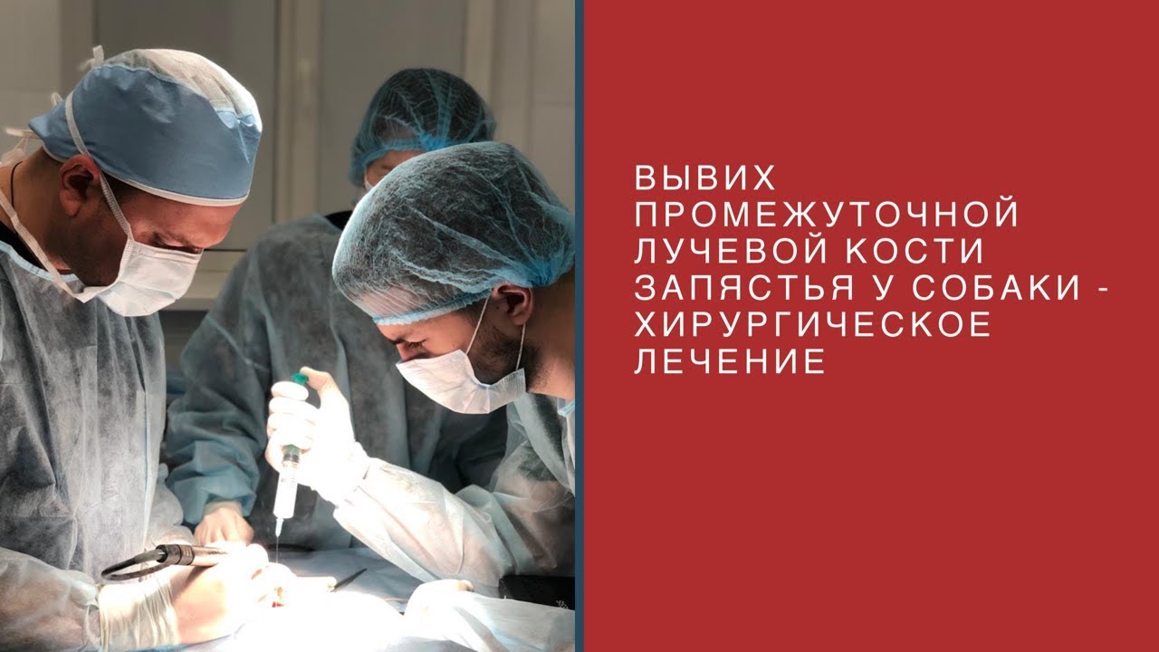 Вывих промежуточной лучевой кости запястья у собаки - хирургическое ...