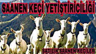 KAPALI SİSTEM KEÇİCİLİK PARA KAZANDIRIR MI ? BU İŞTE PARA VAR!