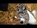 The Family Who Bought A Zoo: Cute Baby Jaguar Arrives