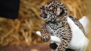 The Family Who Bought A Zoo: Cute Baby Jaguar Arrives