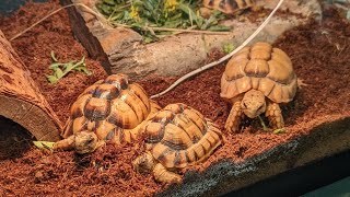 Come With Me To An Exotic Pet Expo (2023) by Faith's Furry Critters 228 views 1 year ago 5 minutes, 1 second