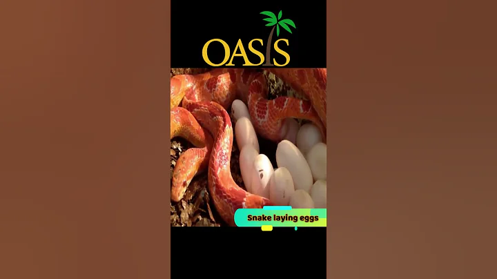 snake laying eggs