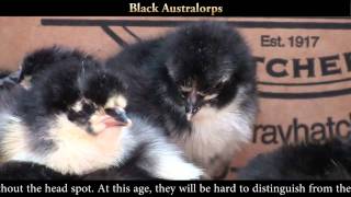 Black Australop Chicks