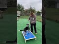 Video of adoptable pet named shane