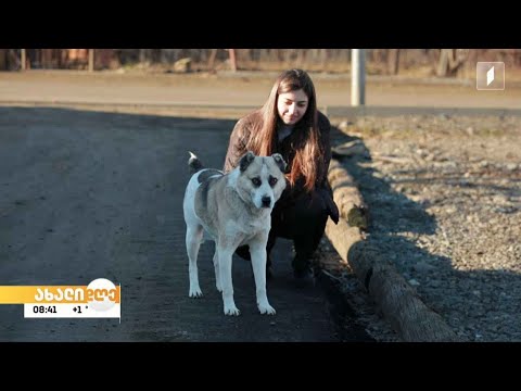 რუბრიკა „აკის პარკი“- მარნეულელი მსხვერპლი ძაღლის ბედნიერი ცხოვრება თბილისში