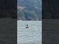 Midlength parawing laps at the hatchery #foiling #hoodriver #ronixfoils #parawing #columbiariver