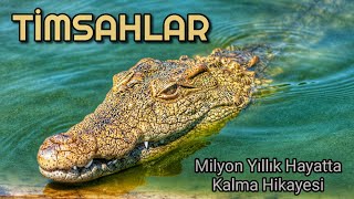 Timsahlar - Milyon Yıllık Hayatta Kalma Hikayesi
