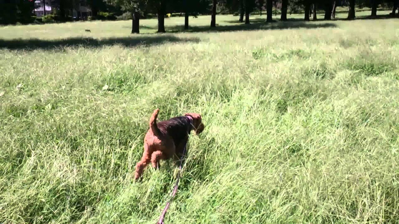 Airedale terrier is running.