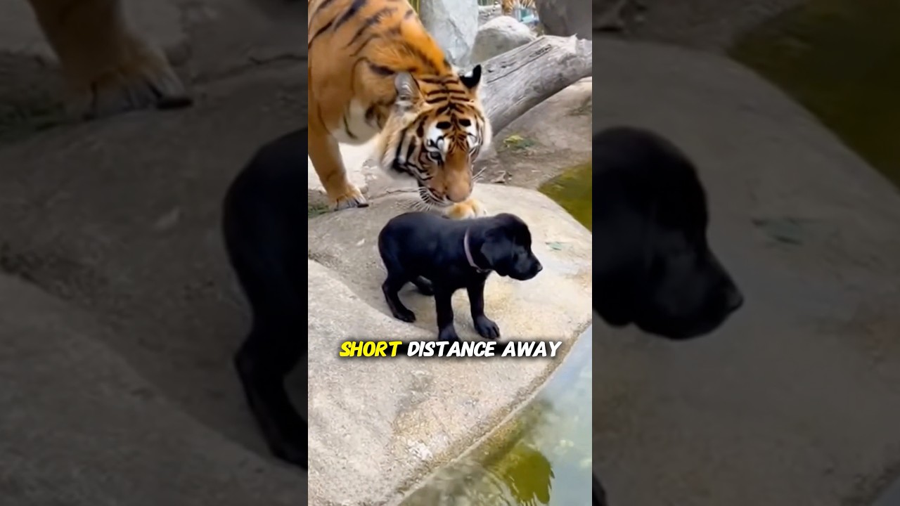 The Dog Fell Into the Tiger Enclosure