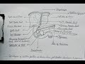 Diagram of Human Liver, Gall Bladder, Duodenum and Pancreas #diagram #science #art #shreya_artt