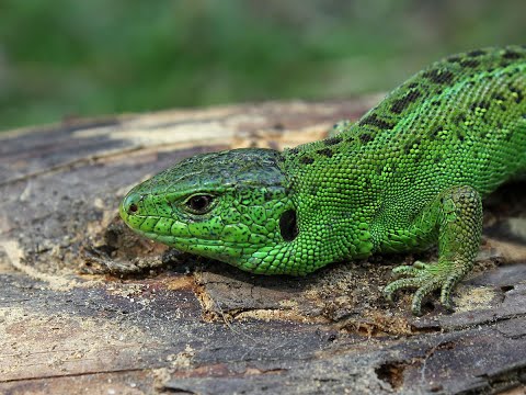 Охота на зеленых ящериц Часть 1. // Hunting on green lizards part 1.