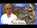 Vida Animal: Marreca piadeira, você conhece?