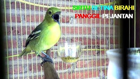 "BURUNG SIRTU cipoh BETINA ngekrek MEMANGGIL JANTAN" Pancingan Pikat Cipoh Susah Turun