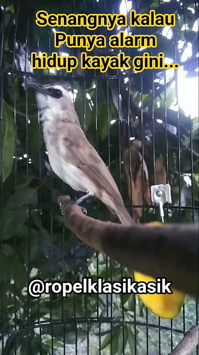 trucukan ropel jadi alarm. #trucukangacor #trucukanropel #trucukanropelpanjang #kicaumanianusantara