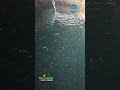 ভিয়েতনামি কৈ 🐟 মাছের পোনা 😊#trend #bdfish #trendingpost #shorts #trendingreelsvideo