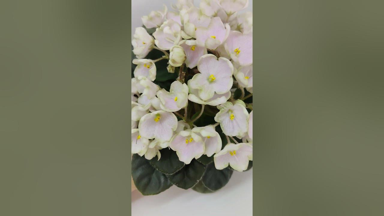 Фиалка Н-Подснежник - YouTube