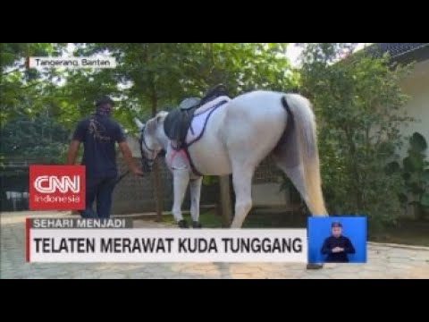 Sehari Menjadi Perawat Kuda Tunggang