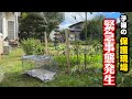 子猫の保護現場で悲鳴を上げてしまいました