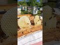 Какие у пчёл языки? 🐝🍯 Чудо в улике