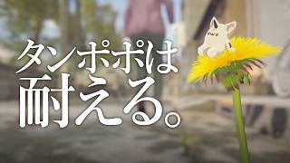 【タンポポは耐える。】中文翻譯是蒲公英可以忍耐。【獸人Vtuber／油燈】