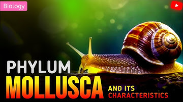 PHYLUM MOLLUSCA CLASS 11/NEET/ BSC 1st YEAR || 3D ANIMATION ||