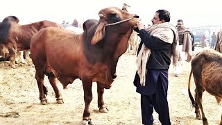 EID UL ADHA 2021 K LIYE BEHTAREEN SOODAY - BAKRA MANDI PAKISTAN