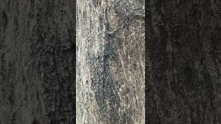 Two Lizards Perfectly Camouflaged on Tree