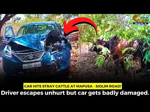 Car Hits Stray Cattle at Mapusa - Siolim road! Driver escapes unhurt but car gets badly damaged