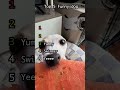 The Most Hilarious Dogs on the Internet #shortvideo #shorts #viral #dog