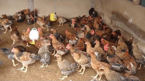 Đệm lót sinh học trong chăn nuôi gà là gì năm 2024