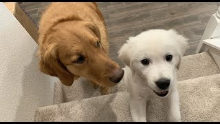 Golden Retriever Dog Teaches Sassy English Cream Puppy How to Climb Stairs for the First Time