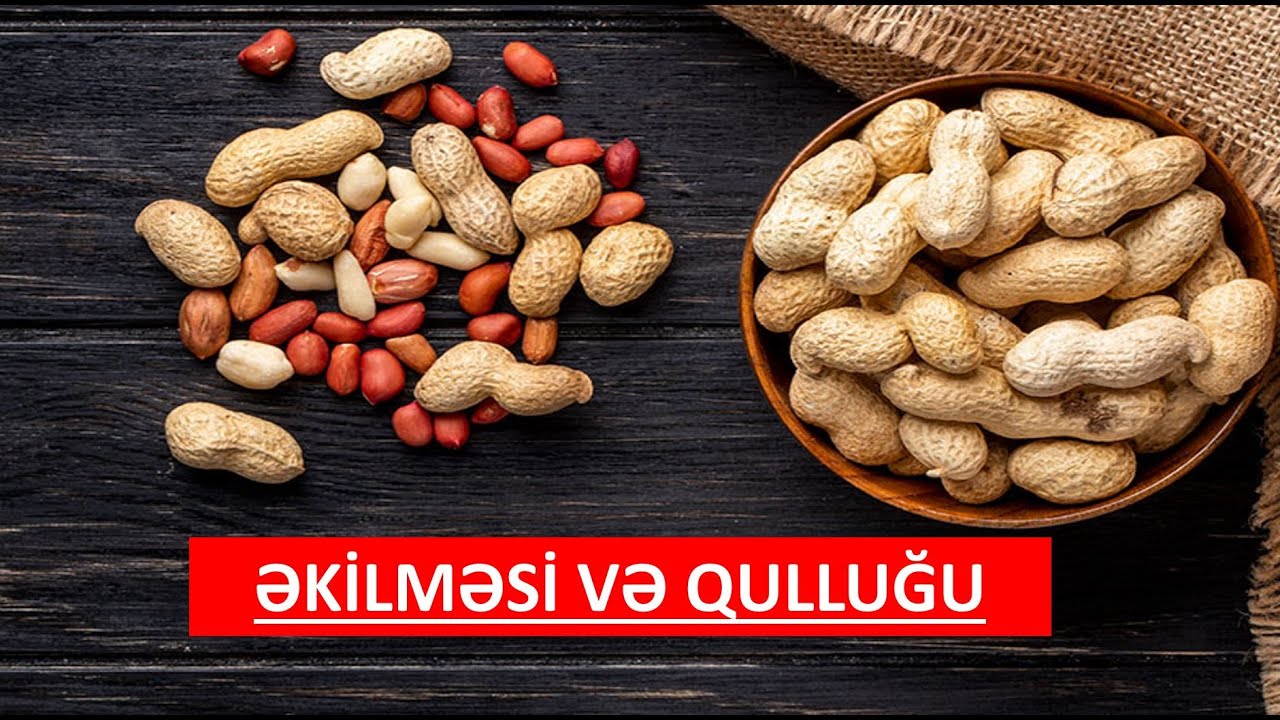 ABŞERONDA YER FISTIĞININ (ARAXİS) ƏKİLMƏSİ.