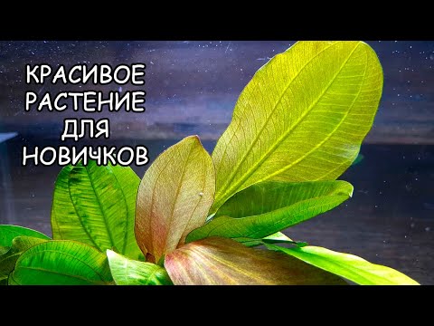 Video: Echinodorus Magribinets: təsvir, böyümə, qulluq, çoxalma xüsusiyyətləri