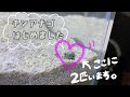 チンアナゴはじめました！VLOG♯04