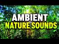 Deep Forest Meditation 🌲 Ambient Nature Sounds for Relaxation, Sleep & Inner Peace