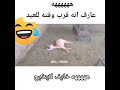 حالات واتس اب مضحكة تمثيل متقن من الخروف ضحك ابوفله