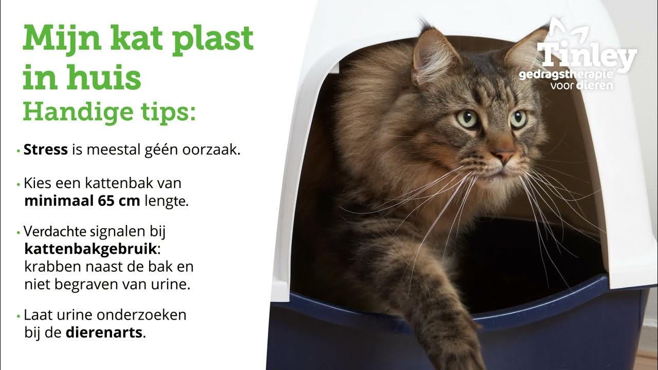 Mijn kat plast in huis Handige tips YouTube