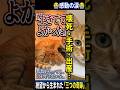 壊死した尻尾で我が子を守り抜いた母猫…絶望の淵で起きた「三つの奇跡」 #感動猫動画 #保護猫